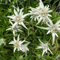 Leontopodium wilsonii 